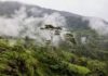 INDONÉSIE – COMMERCE : Jakarta maintient son opposition aux règles européennes contre la déforestation Forêt en Indonésie