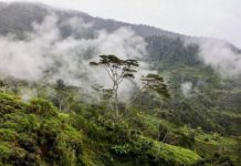 Forêt en Indonésie