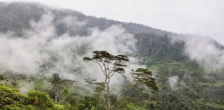 Forêt en Indonésie