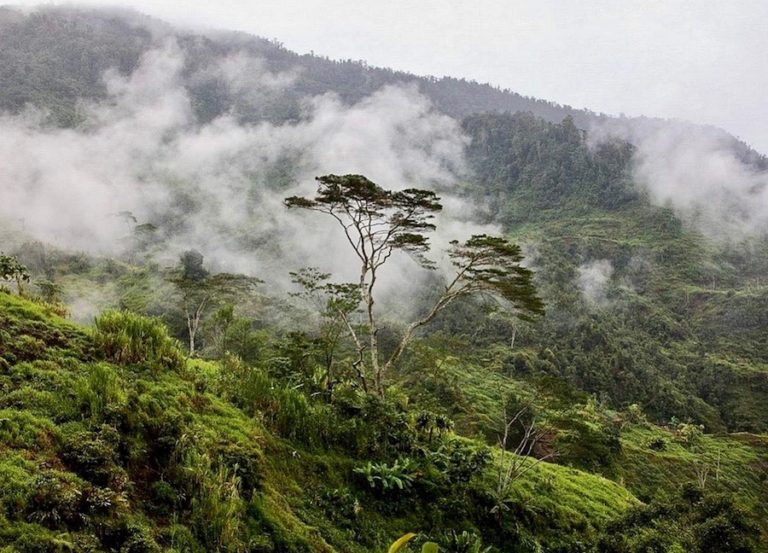 INDONÉSIE – CLIMAT : Pourquoi les autorités indonésiennes ne veulent pas mettre fin à la déforestation