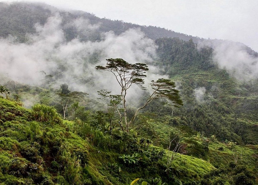 Forêt en Indonésie