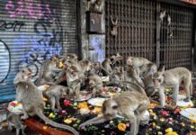 Singes lopburi