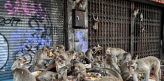 Singes lopburi