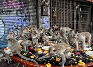 Singes lopburi