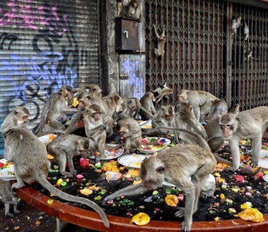 THAÏLANDE – TOURISME : Le 28 novembre, ce sera la fête aux singes à Lopburi Singes lopburi