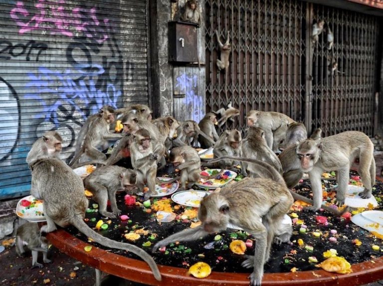 THAÏLANDE – CHRONIQUE : A Lopburi, les macaques sont les vrais patrons