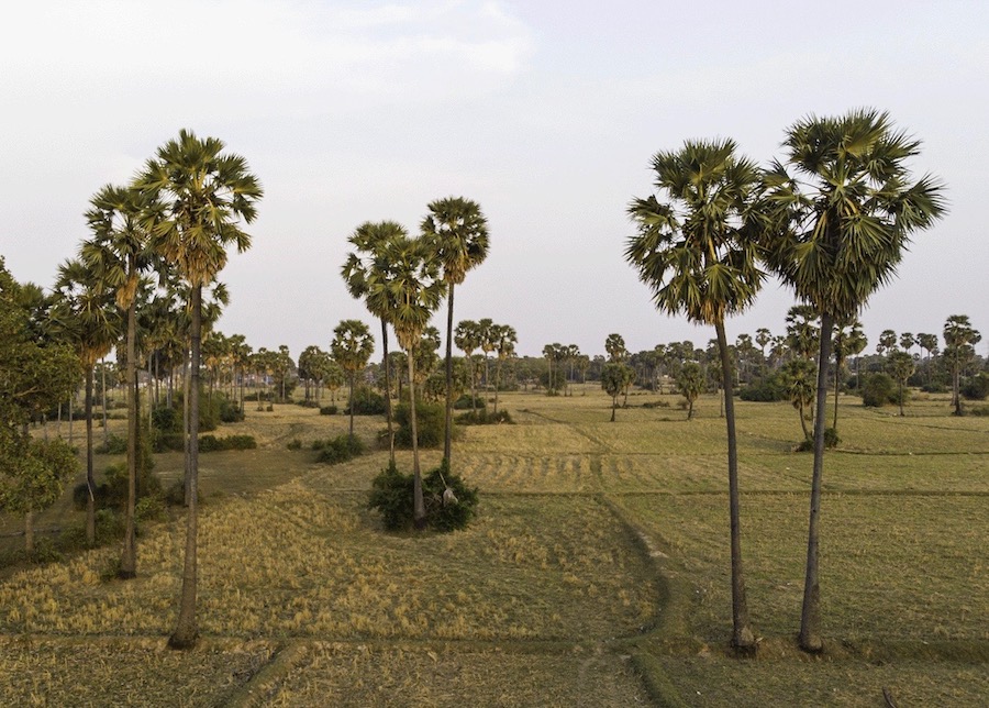 Kompong speu palmier