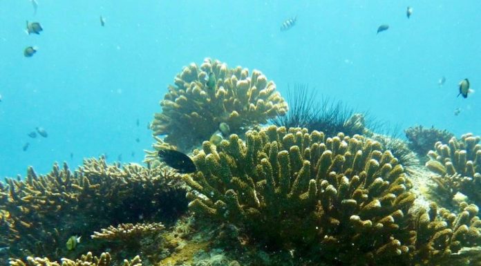 protection des océans