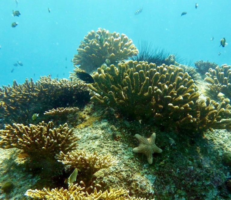 THAÏLANDE – ENVIRONNEMENT : La sauvegarde des océans à l’agenda thaïlandais les 25 et 26 novembre