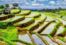 BALI – COVID : Le nombre de contaminations au 9 décembre s’élève à 13 cas quotidiens rizière Bali