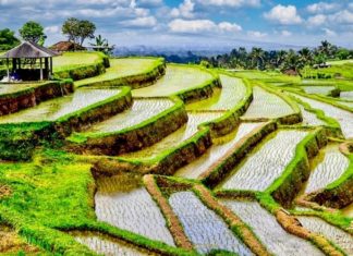 BALI – COVID : Le nombre de contaminations au 9 décembre s’élève à 13 cas quotidiens rizière Bali