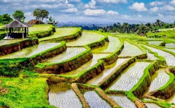rizière Bali