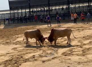 Combat tauraux Thaïlande