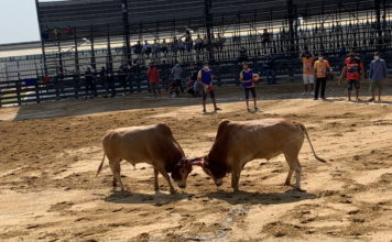 THAÏLANDE – CHRONIQUE : « Combats de taureaux : comme un pack de rugby … » Combat tauraux Thaïlande
