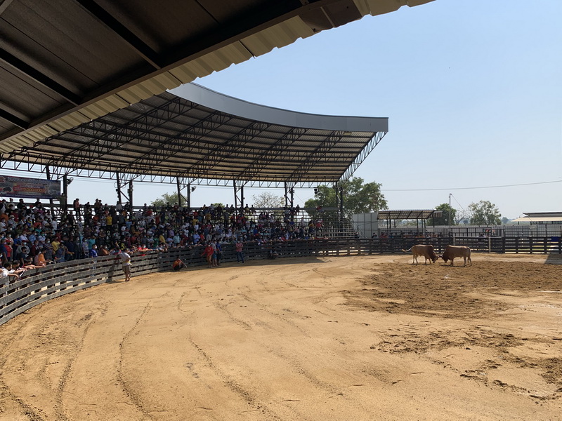 arène taureau Thaïlande