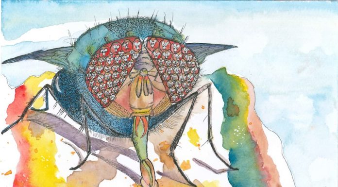 exposition Laetitia Baufine-Ducrocq