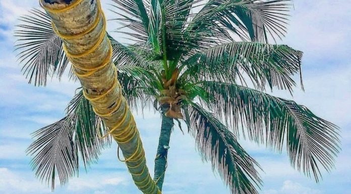 THAÏLANDE EXPRESS – ACTUALITÉS : Que retenir de l’actualité thaïlandaise du 3 au 9 avril ? Phuket Thaïlande