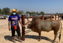 Taureau de combat Thaïlande