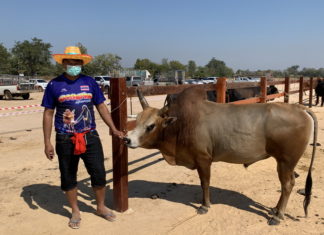 THAÏLANDE – CHRONIQUE : « Pour « Panda » le taureau : la pesée, avant les arènes … » Taureau de combat Thaïlande