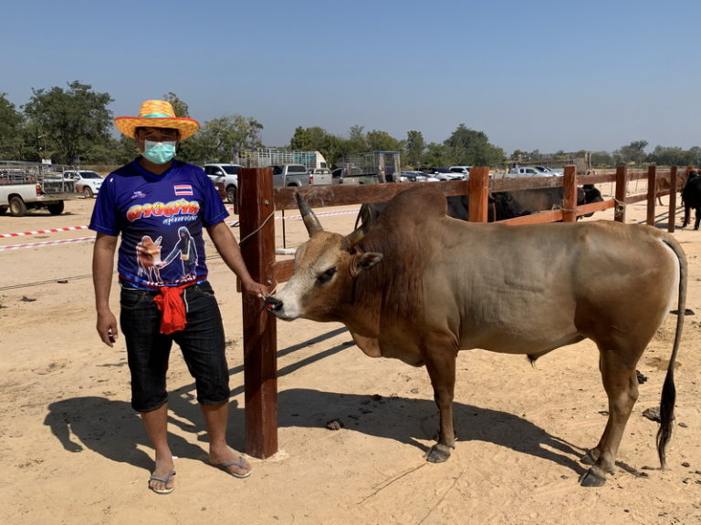 THAÏLANDE – CHRONIQUE : « Pour « Panda » le taureau : la pesée, avant les arènes … »