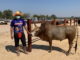 Taureau de combat Thaïlande