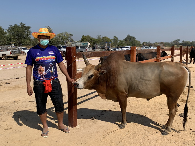 Taureau de combat Thaïlande