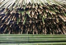 Bambou Thaïlande