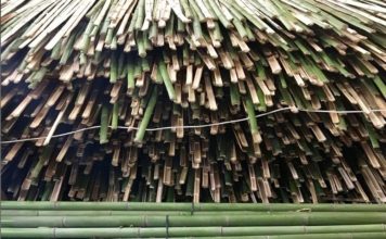 Bambou Thaïlande