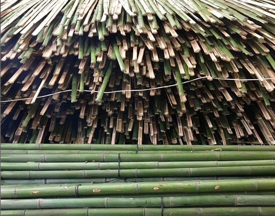 Bambou Thaïlande