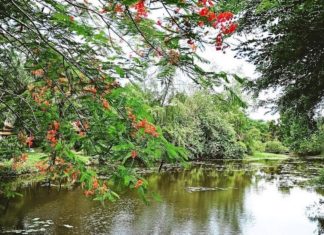 campagne verte Thaïlande