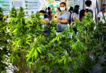 Cannabis en Thaïlande