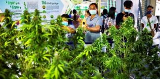 Cannabis en Thaïlande