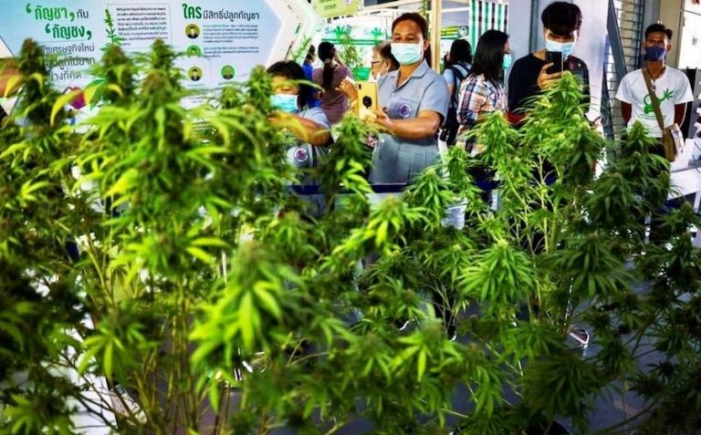 THAÏLANDE – SOCIÉTÉ : Légalisation de la marijuana et du chanvre….sous conditions