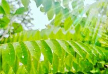 énergie verte Thaïlande