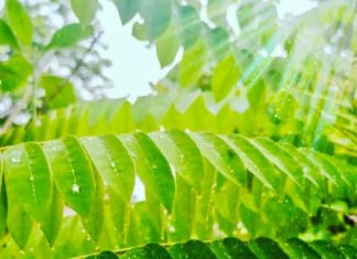 énergie verte Thaïlande