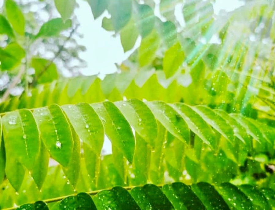 énergie verte Thaïlande