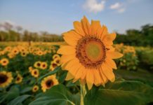 THAÏLANDE – TOURISME : A Bangkok, les 30 000 tournesols du parc Rod Fai Festival tournesol Bangkok