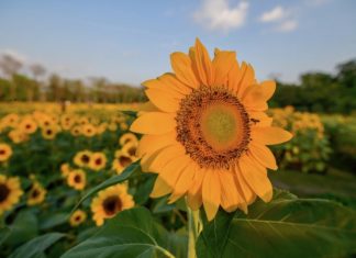Festival tournesol Bangkok