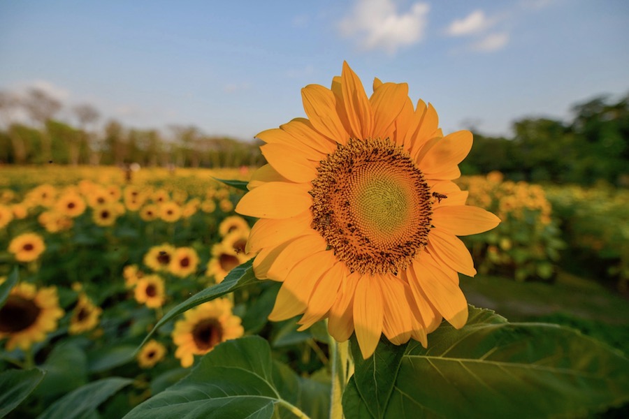 Festival tournesol Bangkok