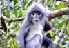 Langur de Popa