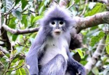 ASIE DU SUD-EST – NATURE : La région du Mékong, formidable patrimoine écologique mondial Langur de Popa