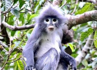 Langur de Popa