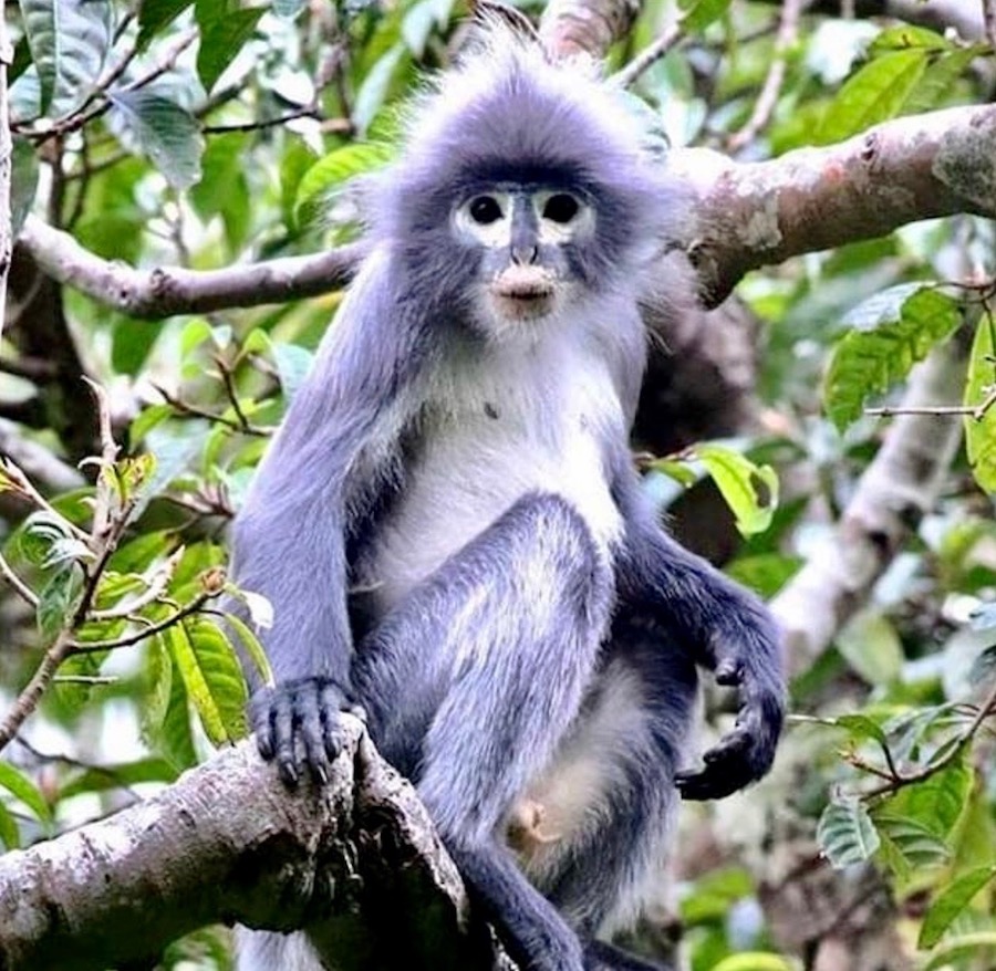 Langur de Popa