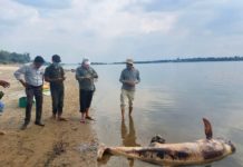 CAMBODGE EXPRESS – ACTUALITÉS : Que retenir de l’actualité cambodgienne du 14 au 20 février ? dauphin Irrawaddy