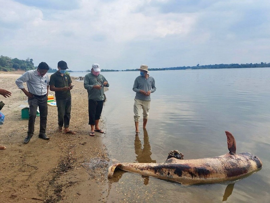 dauphin Irrawaddy