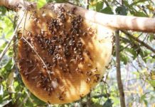 CAMBODGE – AGRICULTURE : Le miel sauvage de Mondulkiri va bénéficier d’une protection de la propriété intellectuelle grâce au statut d’IGP Mondulkiri miel