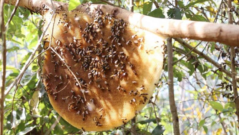 Mondulkiri miel