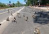 THAÏLANDE – SOCIÉTÉ : Une ville thaïlandaise a-t-elle vraiment été assaillie par des singes thaïlandais ? singes Amnat Charoen