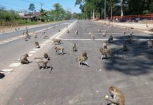 THAÏLANDE – SOCIÉTÉ : Une ville thaïlandaise a-t-elle vraiment été assaillie par des singes thaïlandais ? singes Amnat Charoen