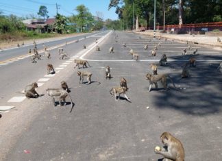singes Amnat Charoen